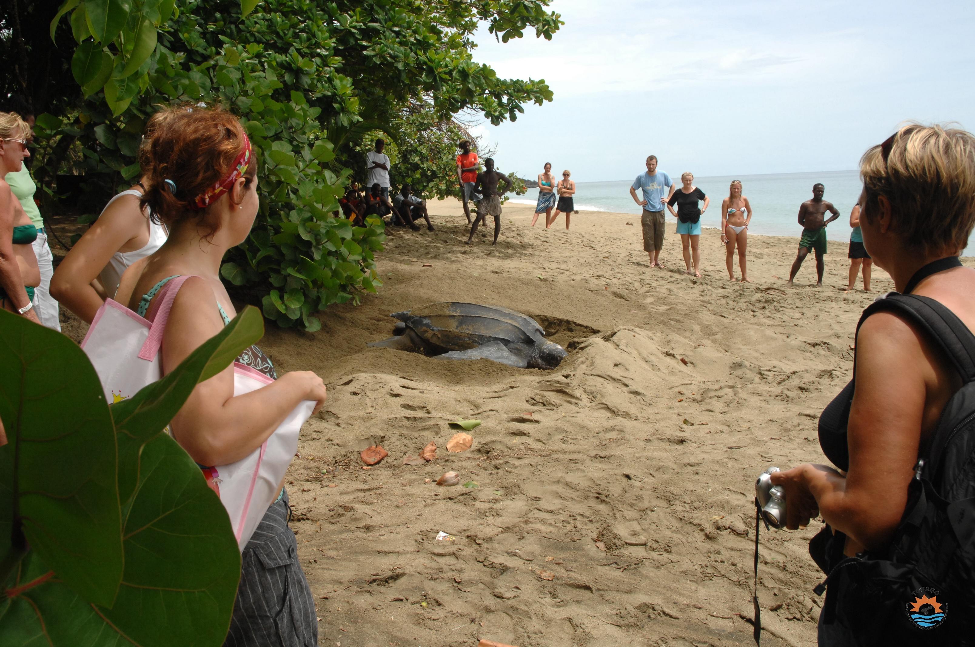 Beachgoers watching a leatherback turtle nest from a safe distance